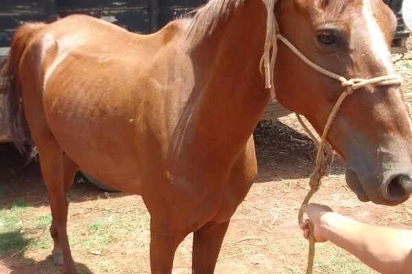 Animal resgatado na cidade de ORLÂNDIA Animal resgatado na cidade de ORLÂNDIA