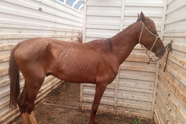 Animal resgatado na cidade de RIBEIRÃO PRETO Animal resgatado na cidade de RIBEIRÃO PRETO