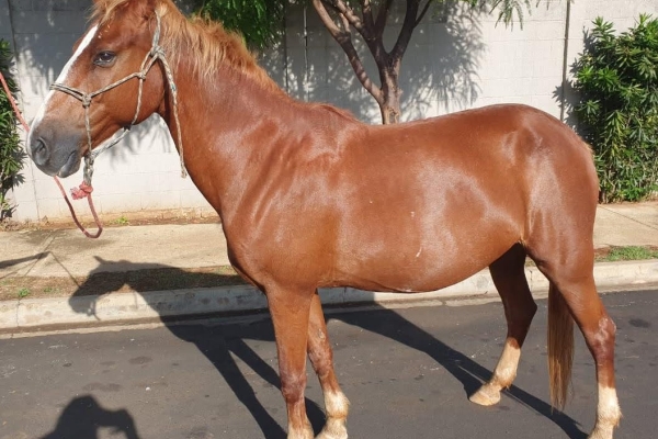 Animal resgatado na cidade de RIBEIRÃO PRETO Animal resgatado na cidade de RIBEIRÃO PRETO
