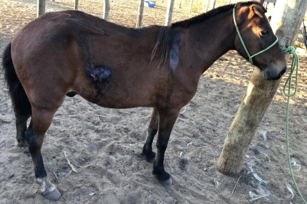 Animal resgatado na cidade de RIBEIRÃO PRETO Animal resgatado na cidade de RIBEIRÃO PRETO