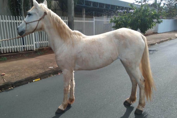 Animal resgatado na cidade de RIBEIRÃO PRETO Animal resgatado na cidade de RIBEIRÃO PRETO
