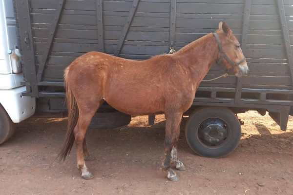 Animal resgatado na cidade de RIBEIRÃO PRETO Animal resgatado na cidade de RIBEIRÃO PRETO