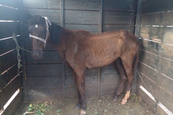Animal resgatado na cidade de RIBEIRÃO PRETO Animal resgatado na cidade de RIBEIRÃO PRETO