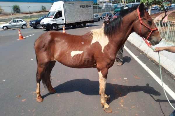 Animal resgatado na cidade de RIBEIRÃO PRETO Animal resgatado na cidade de RIBEIRÃO PRETO