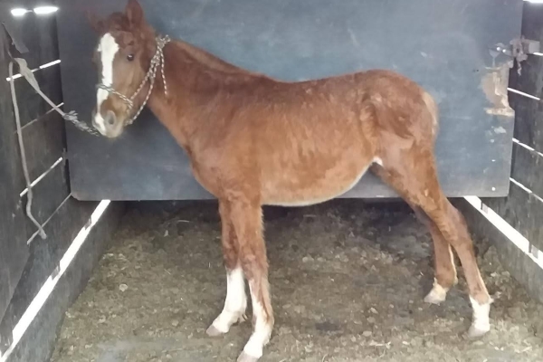 Animal resgatado na cidade de RIBEIRÃO PRETO Animal resgatado na cidade de RIBEIRÃO PRETO