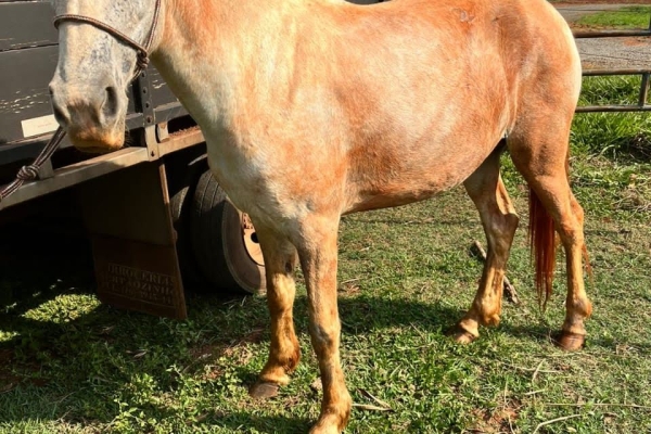 Animal resgatado na cidade de RIBEIRÃO PRETO Animal resgatado na cidade de RIBEIRÃO PRETO