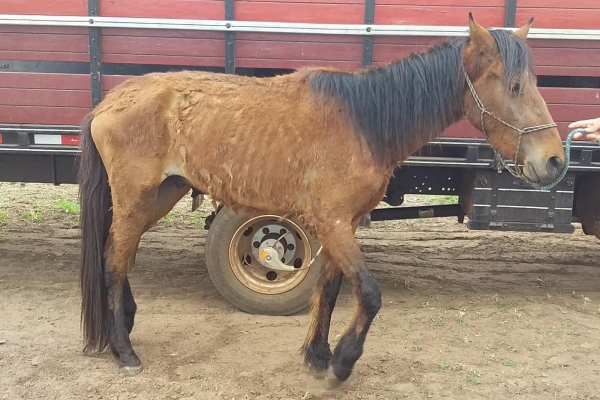 Animal resgatado na cidade de RIBEIRÃO PRETO Animal resgatado na cidade de RIBEIRÃO PRETO
