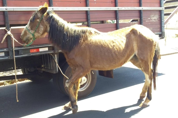 Animal resgatado na cidade de RIBEIRÃO PRETO Animal resgatado na cidade de RIBEIRÃO PRETO