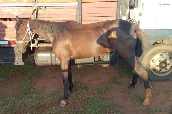 Animal resgatado na cidade de RIBEIRÃO PRETO Animal resgatado na cidade de RIBEIRÃO PRETO