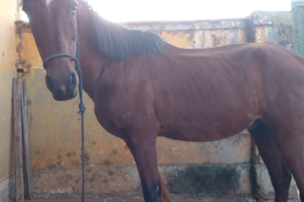 Animal resgatado na cidade de ORLÂNDIA Animal resgatado na cidade de ORLÂNDIA