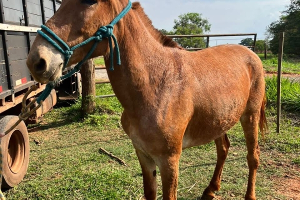 Animal resgatado na cidade de RIBEIRÃO PRETO Animal resgatado na cidade de RIBEIRÃO PRETO