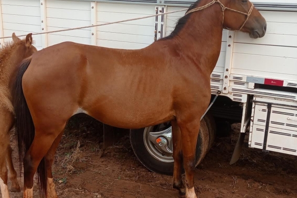 Animal resgatado na cidade de RIBEIRÃO PRETO Animal resgatado na cidade de RIBEIRÃO PRETO