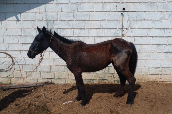 Animal resgatado na cidade de RIBEIRÃO PRETO Animal resgatado na cidade de RIBEIRÃO PRETO