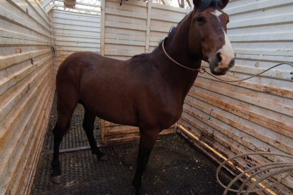 Animal resgatado na cidade de ORLÂNDIA Animal resgatado na cidade de ORLÂNDIA