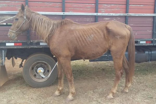 Animal resgatado na cidade de RIBEIRÃO PRETO Animal resgatado na cidade de RIBEIRÃO PRETO