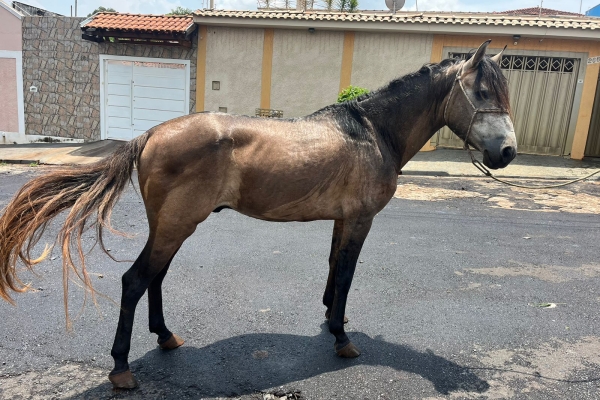 Animal resgatado na cidade de RIBEIRÃO PRETO Animal resgatado na cidade de RIBEIRÃO PRETO