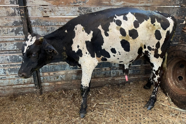 Animal resgatado na cidade de RIBEIRÃO PRETO Animal resgatado na cidade de RIBEIRÃO PRETO