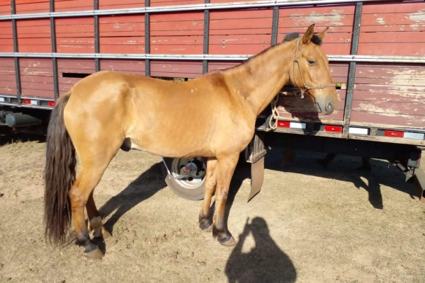 Animal resgatado na cidade de RIBEIRÃO PRETO Animal resgatado na cidade de RIBEIRÃO PRETO