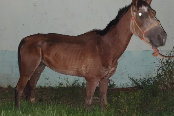Animal resgatado na cidade de RIBEIRÃO PRETO Animal resgatado na cidade de RIBEIRÃO PRETO