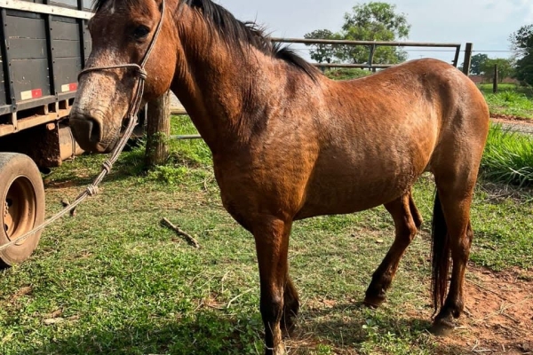 Animal resgatado na cidade de RIBEIRÃO PRETO Animal resgatado na cidade de RIBEIRÃO PRETO