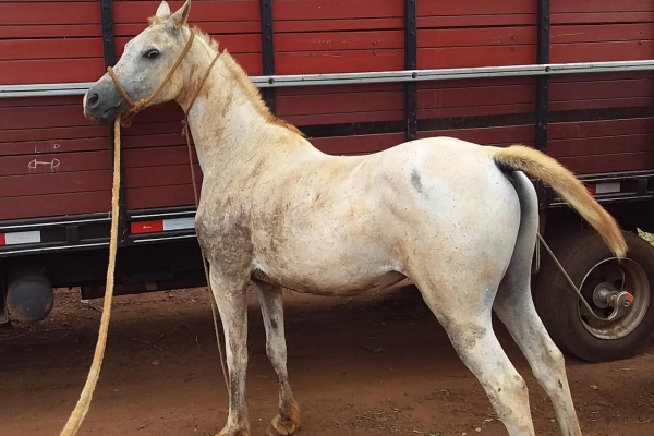 Animal resgatado na cidade de RIBEIRÃO PRETO Animal resgatado na cidade de RIBEIRÃO PRETO