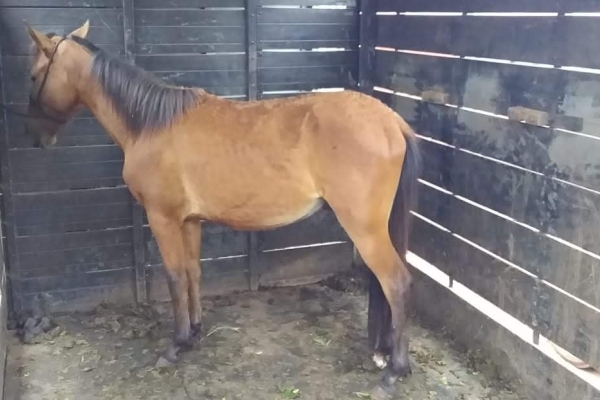 Animal resgatado na cidade de RIBEIRÃO PRETO Animal resgatado na cidade de RIBEIRÃO PRETO