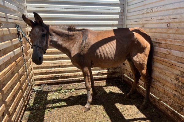 Animal resgatado na cidade de RIBEIRÃO PRETO Animal resgatado na cidade de RIBEIRÃO PRETO