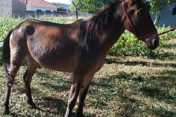 Animal resgatado na cidade de RIBEIRÃO PRETO Animal resgatado na cidade de RIBEIRÃO PRETO