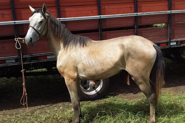 Animal resgatado na cidade de RIBEIRÃO PRETO Animal resgatado na cidade de RIBEIRÃO PRETO