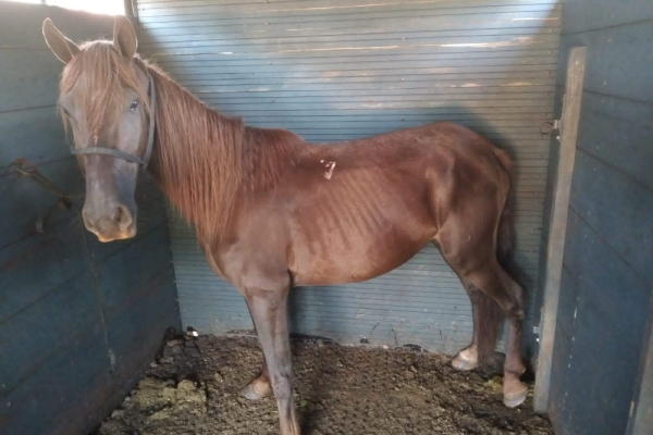 Animal resgatado na cidade de RIBEIRÃO PRETO Animal resgatado na cidade de RIBEIRÃO PRETO