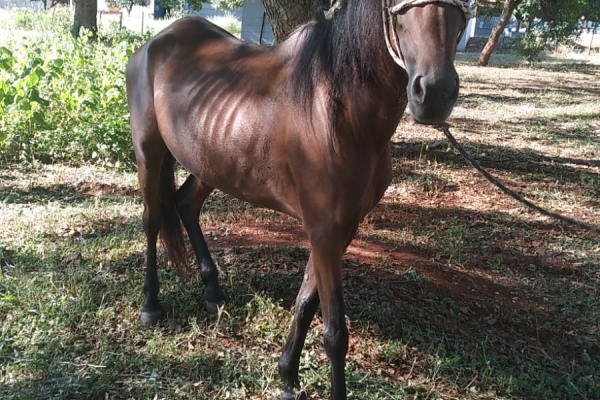 Animal resgatado na cidade de RIBEIRÃO PRETO Animal resgatado na cidade de RIBEIRÃO PRETO