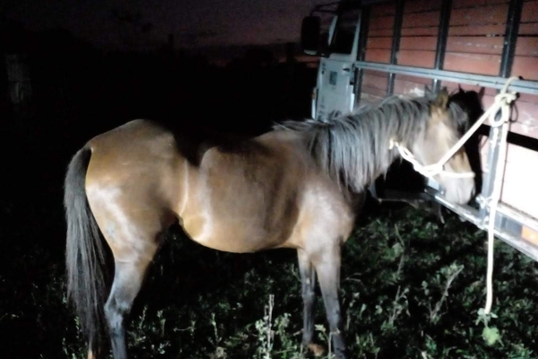 Animal resgatado na cidade de RIBEIRÃO PRETO Animal resgatado na cidade de RIBEIRÃO PRETO