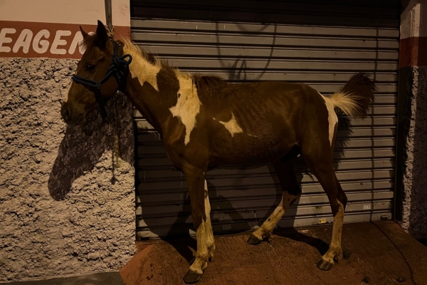 Animal resgatado na cidade de RIBEIRÃO PRETO Animal resgatado na cidade de RIBEIRÃO PRETO
