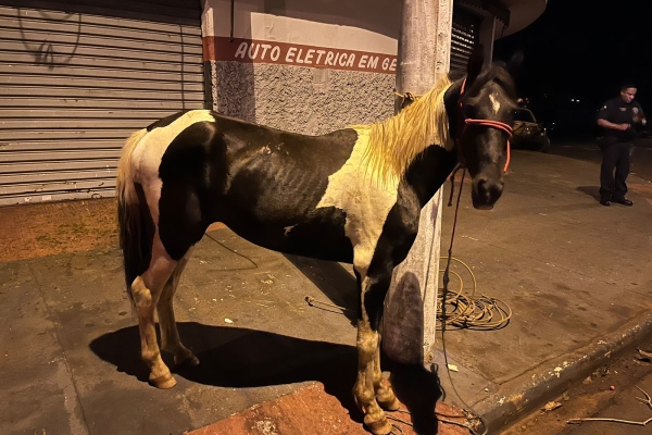 Animal resgatado na cidade de RIBEIRÃO PRETO Animal resgatado na cidade de RIBEIRÃO PRETO