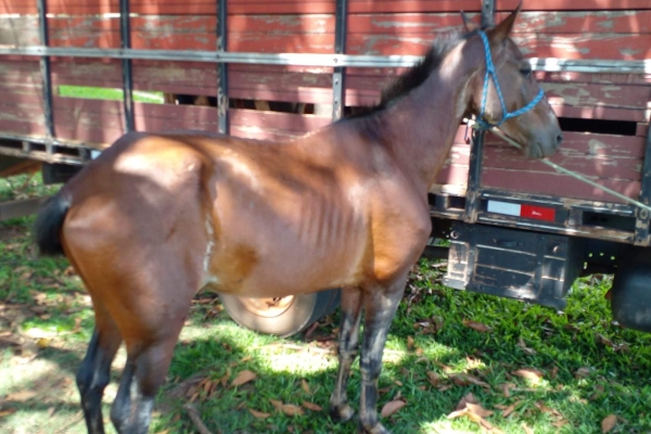 Animal resgatado na cidade de RIBEIRÃO PRETO Animal resgatado na cidade de RIBEIRÃO PRETO