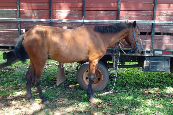 Animal resgatado na cidade de RIBEIRÃO PRETO Animal resgatado na cidade de RIBEIRÃO PRETO