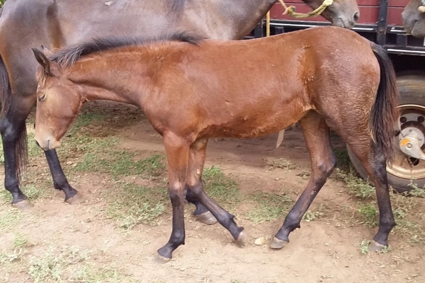 Animal resgatado na cidade de RIBEIRÃO PRETO Animal resgatado na cidade de RIBEIRÃO PRETO