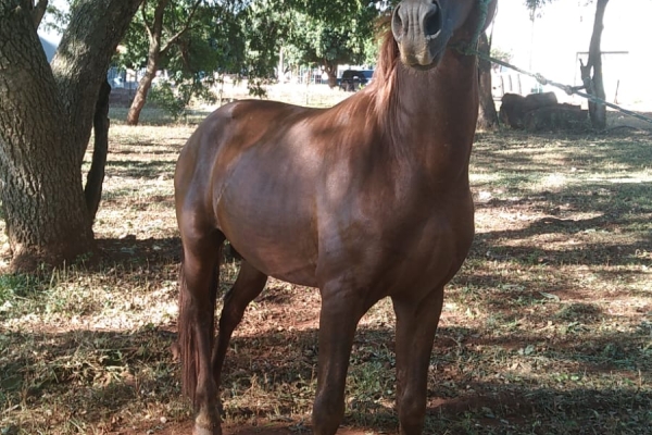 Animal resgatado na cidade de RIBEIRÃO PRETO Animal resgatado na cidade de RIBEIRÃO PRETO