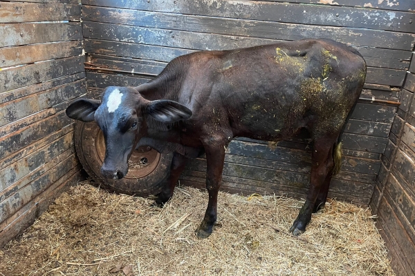 Animal resgatado na cidade de RIBEIRÃO PRETO Animal resgatado na cidade de RIBEIRÃO PRETO