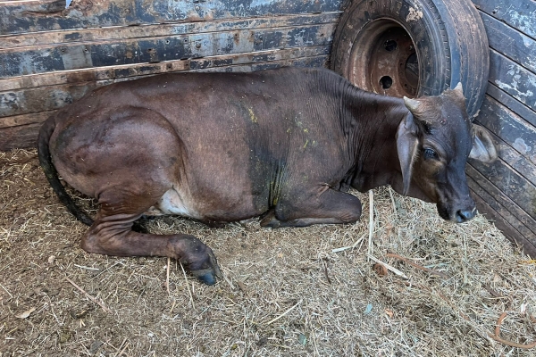 Animal resgatado na cidade de RIBEIRÃO PRETO Animal resgatado na cidade de RIBEIRÃO PRETO