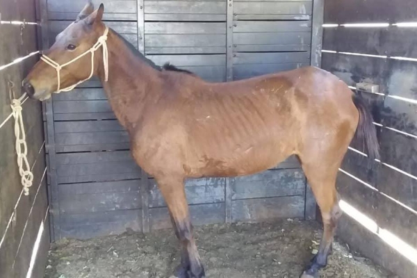 Animal resgatado na cidade de RIBEIRÃO PRETO Animal resgatado na cidade de RIBEIRÃO PRETO