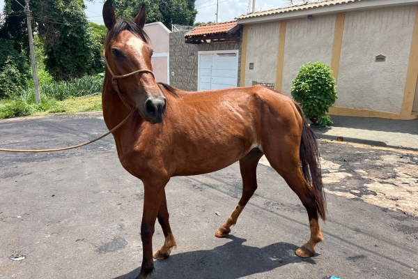 Animal resgatado na cidade de RIBEIRÃO PRETO Animal resgatado na cidade de RIBEIRÃO PRETO