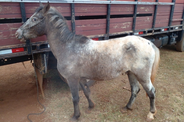 Animal resgatado na cidade de RIBEIRÃO PRETO Animal resgatado na cidade de RIBEIRÃO PRETO