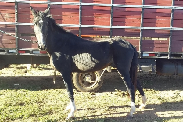 Animal resgatado na cidade de RIBEIRÃO PRETO Animal resgatado na cidade de RIBEIRÃO PRETO