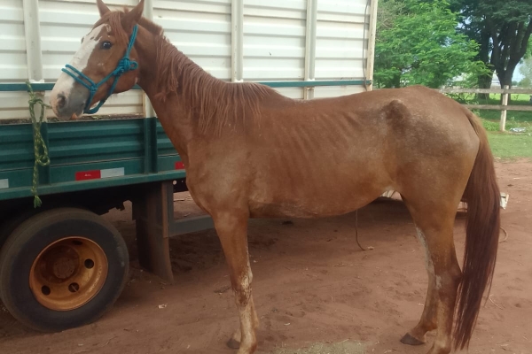 Animal resgatado na cidade de ORLÂNDIA Animal resgatado na cidade de ORLÂNDIA