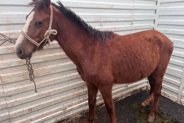 Animal resgatado na cidade de IBITINGA Animal resgatado na cidade de IBITINGA