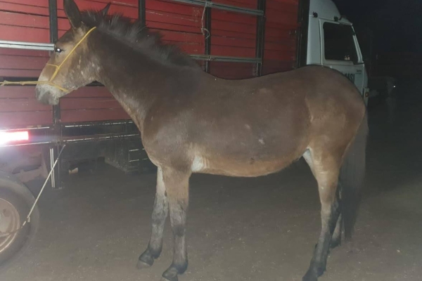 Animal resgatado na cidade de RIBEIRÃO PRETO Animal resgatado na cidade de RIBEIRÃO PRETO