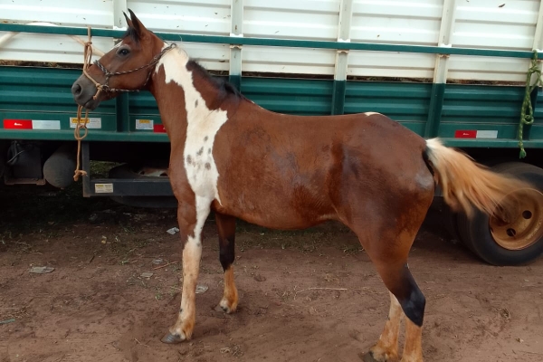 Animal resgatado na cidade de ORLÂNDIA Animal resgatado na cidade de ORLÂNDIA