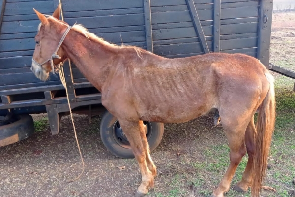 Animal resgatado na cidade de RIBEIRÃO PRETO Animal resgatado na cidade de RIBEIRÃO PRETO