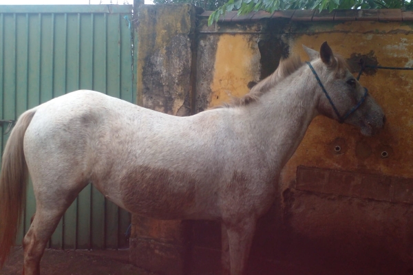 Animal resgatado na cidade de ORLÂNDIA Animal resgatado na cidade de ORLÂNDIA